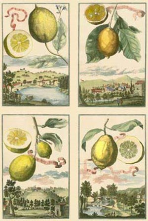 Miniature Lemons art print