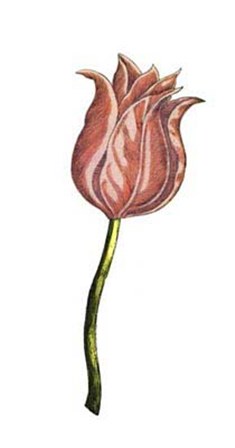 Tulip Time IV art print