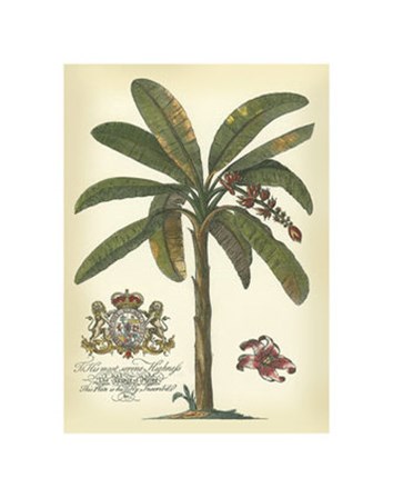 Palm and Crest II art print