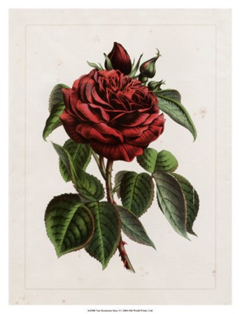 Van Houtteano Rose I art print