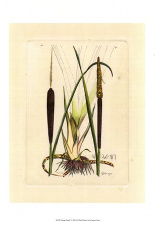 Antique Cattail I by Samuel Curtis art print