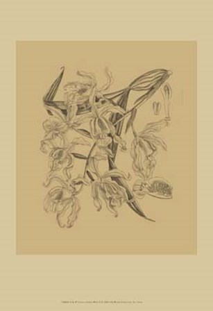 Orchid on Khaki(WG) II by Samuel Curtis art print