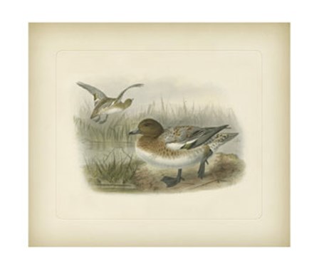 Redcrested Pochard by J. g. Keuleman art print