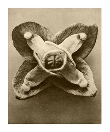 Sepia Botany Study V by Karl Blossfeldt art print