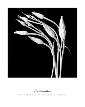 Lizzianthus by Richard Mcconnell art print