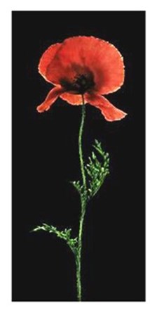 Poppy by Andrea Fontana art print