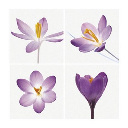 Four Crocuses by Tim Smith art print