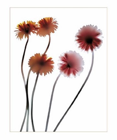 Gerbera by Anna Halm-Schudel art print