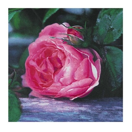 The Rose by Jenny Dreifuss art print