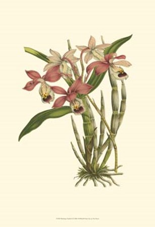 Blushing Orchids II by Francois Van Houtte art print