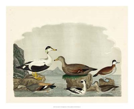 Duck Family I by Alexander Wilson art print