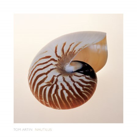 Nautilus by Tom Artin art print