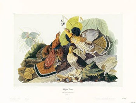 Ruffed Grouse by John James Audubon art print