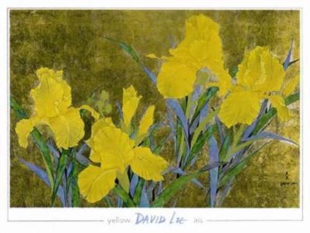 Yellow Iris by David Lee art print