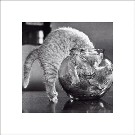 Bowl Of Cats art print