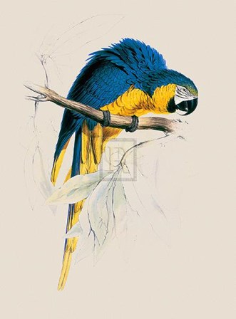 Blue and Yellow Maccaw by Edward Lear art print