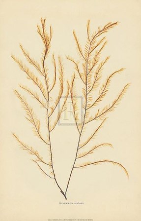 Desmarestia Aculeata art print