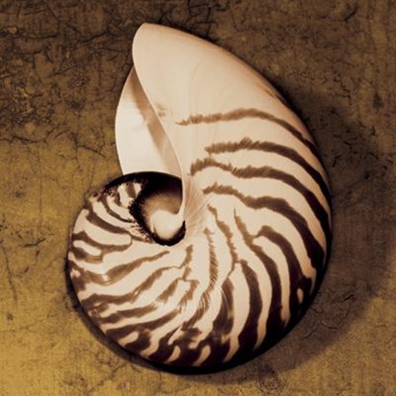 Nautilus by Caroline Kelly art print