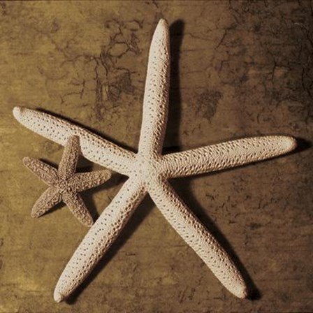 Starfish by Caroline Kelly art print