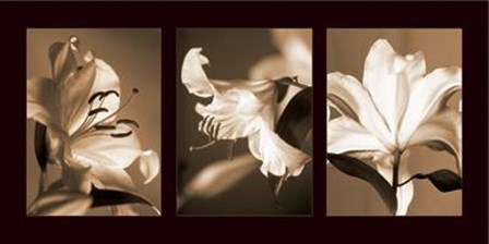 Lily Trio by Caroline Kelly art print