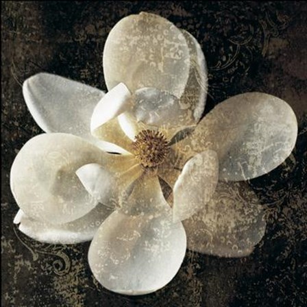 Magnolia I by John Seba art print