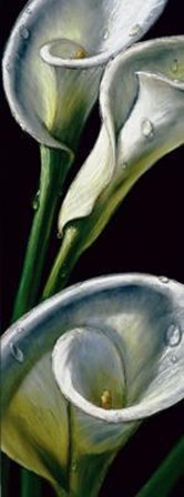 Dewdrop Callas art print