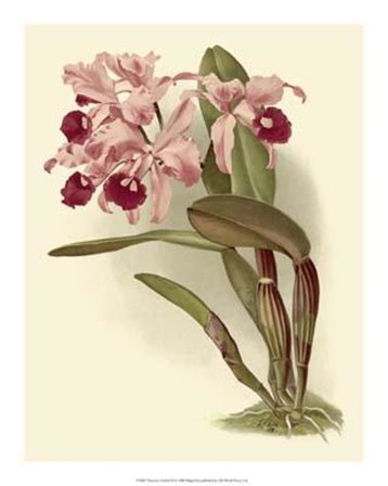 Dramatic Orchid III art print