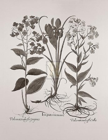 Botanical V by Basilius Besler art print