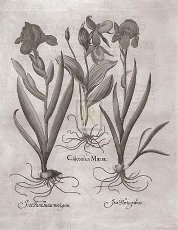 Botanical VIII by Basilius Besler art print