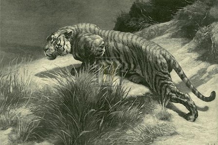 Tiger by Herbert Dicksee art print