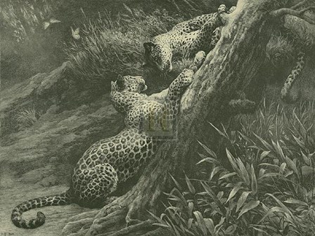 Leopards on a Branch by Herbert Dicksee art print