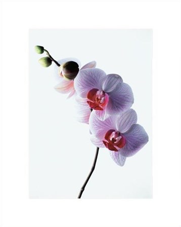 Orchid by Kevin Summers art print