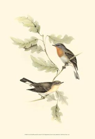 Gould&#39;s Red-Breasted Fly-Catcher by John Gould art print