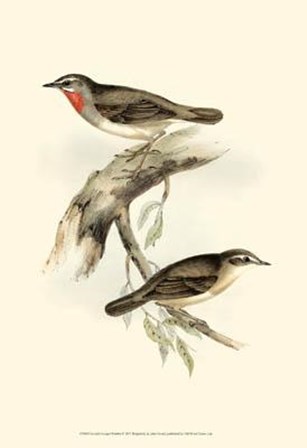 Gould&#39;s Gorget Warbler by John Gould art print