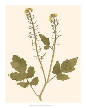 Pressed Botanical I by Vision Studio art print