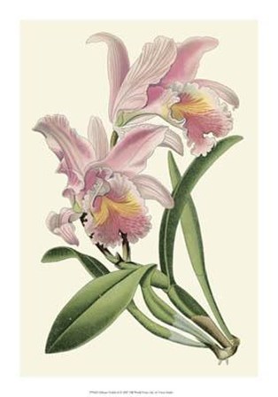 Delicate Orchid III by Vision Studio art print