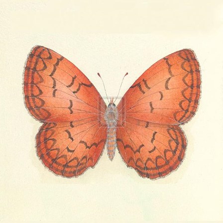 Butterfly VIII by Sophie Golaz art print