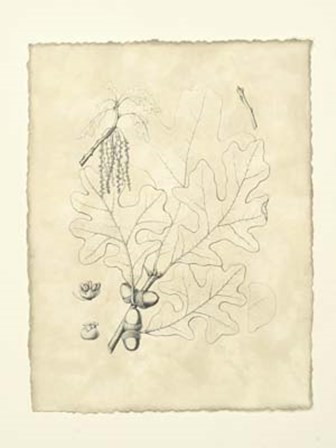 Vintage Oak Leaves III art print