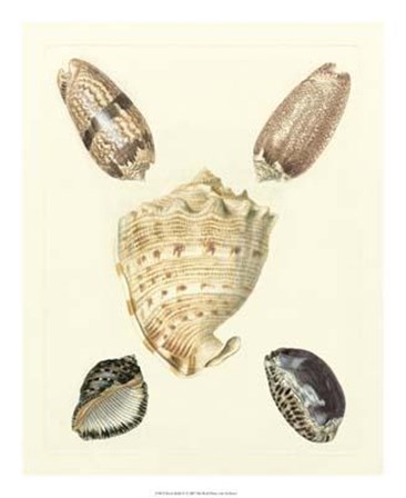 Knorr Shells IV art print