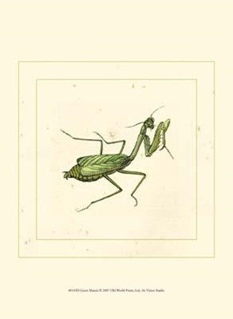 Green Mantis art print