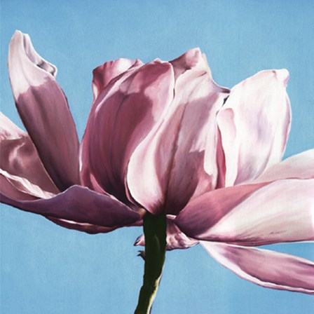 Magnolia In A Cloudless Sky by Scott Walker art print