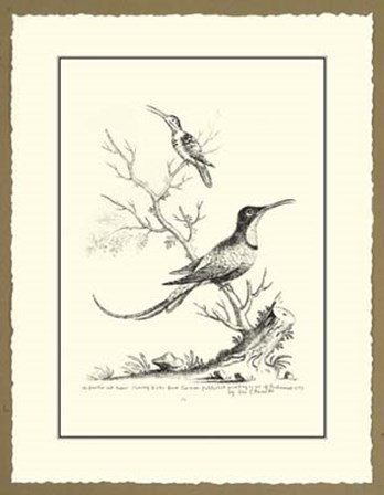 B&amp;W Greater&amp;Lesser Hummingbirds by George Edwards art print