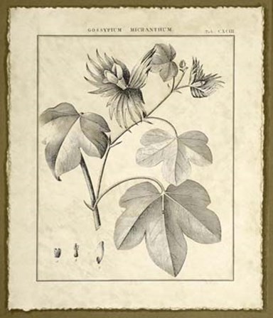 Vintage Botanical Study IV by Charles Francois Sellier art print