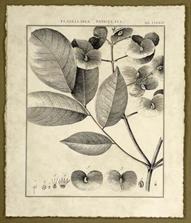 Vintage Botanical Study V by Charles Francois Sellier art print