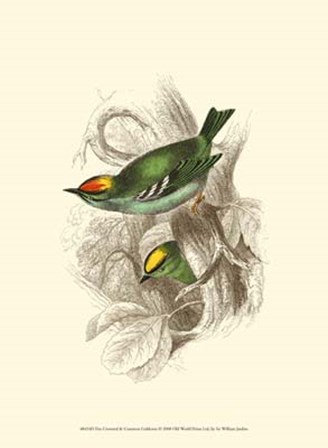 Fire-Crowned and Common Goldcrest by Sir William Jardine art print