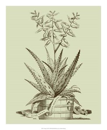 Vintage Aloe III by Abraham Munting art print