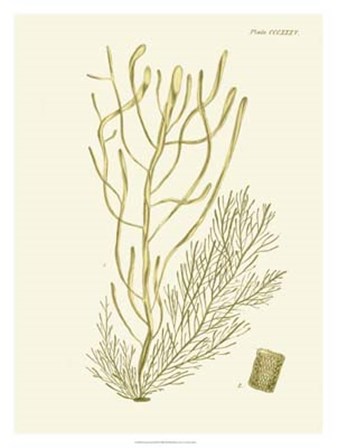 Dramatic Seaweed III by Vision Studio art print