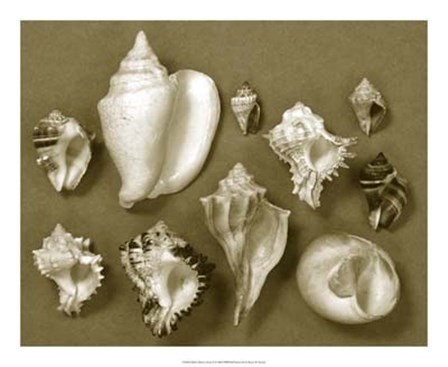 Shell Collector Series II by Renee Stramel art print