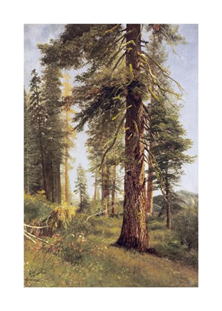 California Redwoods by Albert Bierstadt art print