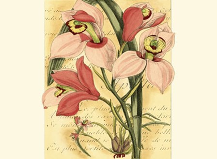 French Orchid by Samuel Curtis art print